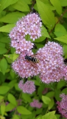 Temnostoma excentrica