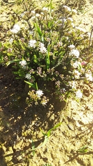 Agathosma latipetala