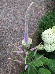 Veronicastrum