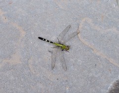 Erythemis simplicicollis