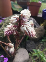 Angiospermae