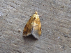 Pseudargyrotoza conwagana