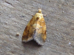 Pseudargyrotoza conwagana