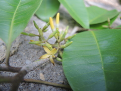 Aspidosperma megalocarpon