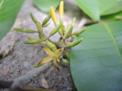 Aspidosperma megalocarpon
