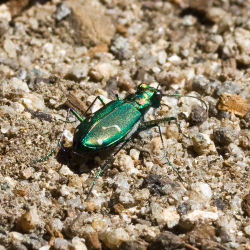 Dispirited Tiger Beetle photo 5