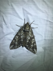 Ceratomia undulosa
