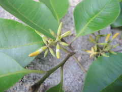 Aspidosperma megalocarpon