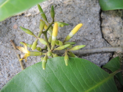 Aspidosperma megalocarpon