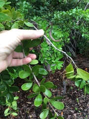 Pithecellobium keyense