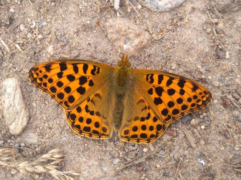 Queen of Spain Fritillary