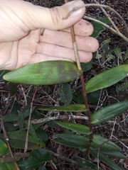 Epidendrum denticulatum