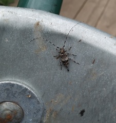 Acanthocinus griseus