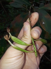 Epidendrum denticulatum