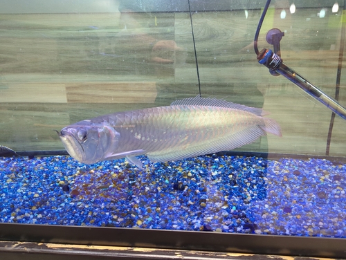 Arwana Silver