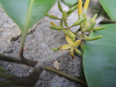 Aspidosperma megalocarpon