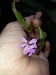 Epidendrum denticulatum