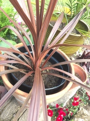 Tracheophyta