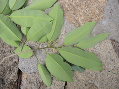 Aspidosperma megalocarpon