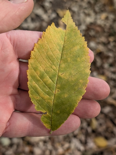 Ulmus × intermedia, photograph 1