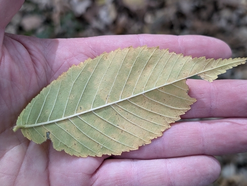 Ulmus × intermedia, photograph 2