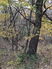 Jeff Hansen, CC BY, iNaturalist via GBIF Ulmus × intermedia, photograph Jeff Hansen, CC BY, iNaturalist via GBIF