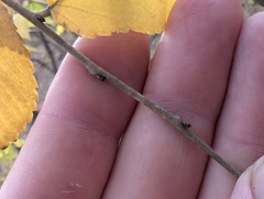 Jeff Hansen, CC BY, iNaturalist via GBIF Ulmus × intermedia, photograph Jeff Hansen, CC BY, iNaturalist via GBIF