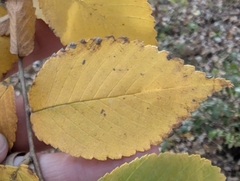 Jeff Hansen, CC BY, iNaturalist via GBIF Ulmus × intermedia, photograph Jeff Hansen, CC BY, iNaturalist via GBIF