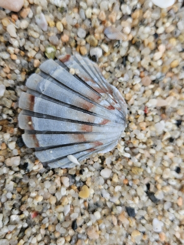 Pecten albicans observed 2024-10-26