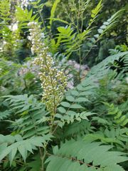 Sorbaria sorbifolia