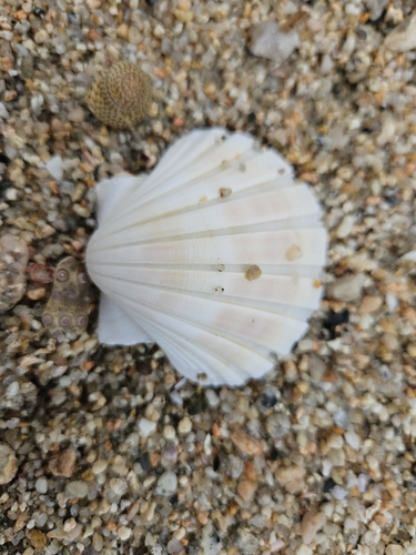 Pecten albicans observed 2024-10-26