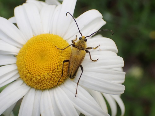 Yellow Velvet Beetle