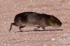 Greater Guinea Pig photo 3