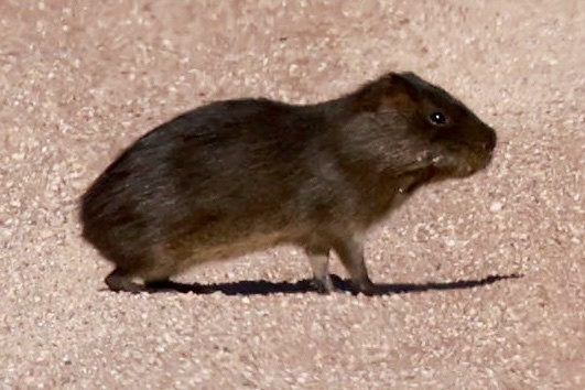 Greater Guinea Pig