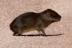 Greater Guinea Pig photo 1