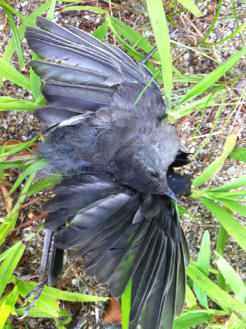 Gray Catbird photographed in New Hampshire