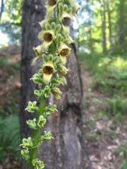 Digitalis ferruginea
