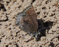 Callophrys polios