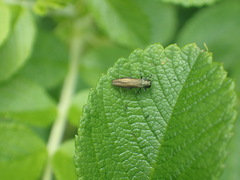 Agrilus cuprescens