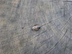 Dendroxena quadrimaculata