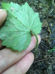 Tiarella stolonifera