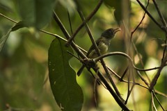 Oncostoma cinereigulare