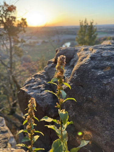 Solidago sciaphila