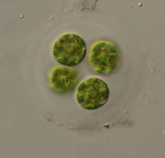 Asterococcus superbus