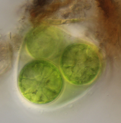 Asterococcus superbus