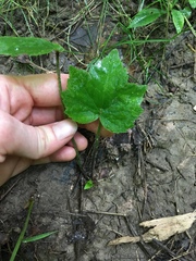 Tiarella stolonifera