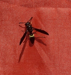 Ancistrocerus unifasciatus
