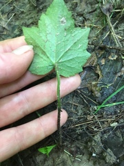 Tiarella stolonifera