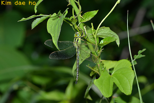 Aeschnophlebia