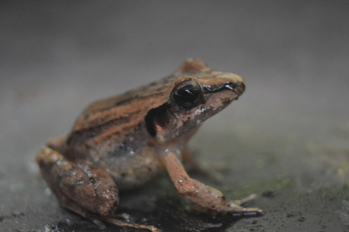 Polymorphic Robber Frog
